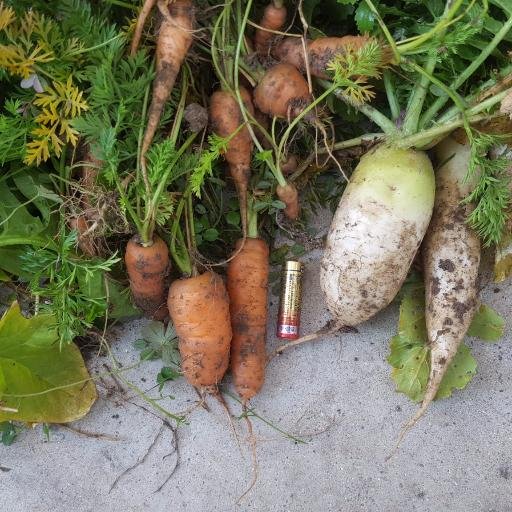 shizen4487's profile picture. トラクターを壊したのをきっかけで自然農を始めました。ただいま自然農の勉強中です。今までの間違いも少しずつ考えます。