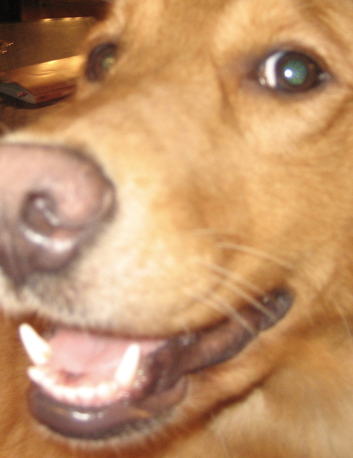 Chewy_Isabelle's profile picture. 