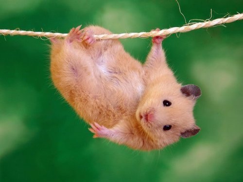 Anna_Homka's profile picture. 