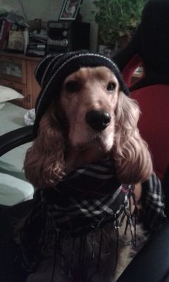 ZombiePferd's profile picture. 