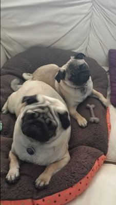 Hello, we are Luigi and Margot. Two gorgeous pugs from the UK. We are half brother and sister. We like to bark, eat, sleep and play. Please follow us! woof woof