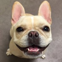 Popcorn Rex (@popcorn__rex) 's Twitter Profile