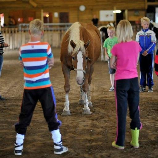 Anti-pestbeleid; training voor scholen, weerbaardheidstraining 'pk's voor kids, individuele coaching. Team- en individuele coaching. Western/ freestyle manege.
