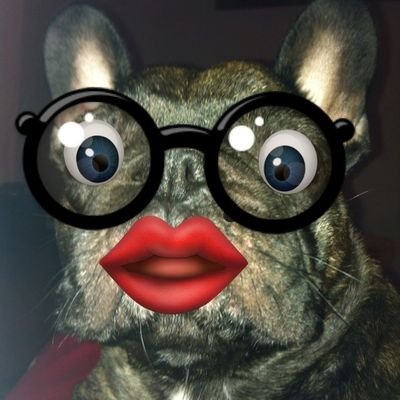 Miss_Boully's profile picture. Accros aux séries TV mais surtout aux bouledogues Français.