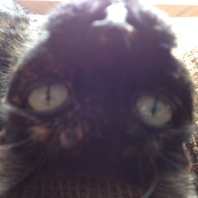 GibsonTheKitty Profile Picture