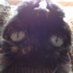 Gibson (@GibsonTheKitty) Twitter profile photo