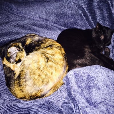 myutan0206's profile picture. かおきんです。