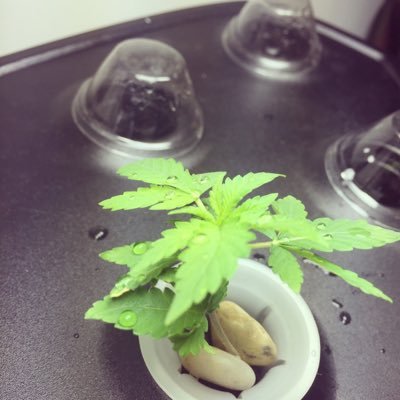 QuartertoPound's profile picture. Hydroponic indoor garden https://t.co/OaDED2d877 Instagram :quarterstopounds Facebook: https://t.co/E4IgtUreqy message with your email for $125 in coupons!