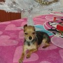 Dino Gonzalez - @GonzalezDignora - Twitter