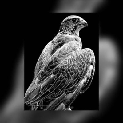 NAldhwi's profile picture. علمتك كيف تطير مو صعب اكسر جناحك ♛✘