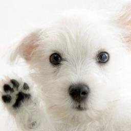 Tienda online y blog para mascotas con atención personalizada.