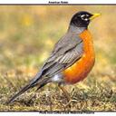 Robin Forde - @brightfameRPF - Twitter