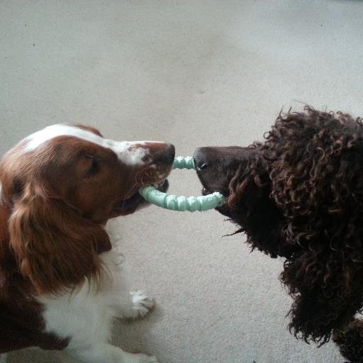 Meris is a  pretty little Welsh Springer Spaniel with a big happy tail, she has a surprisingly loud 'singing' voice which she likes to use a lot!!!