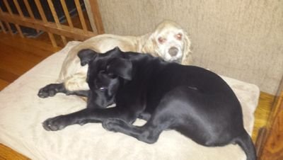 ElRomano12's profile picture. Ask, I tend to be too honest