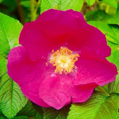 fatima_iqbal4's profile picture. Humour Music News