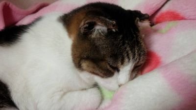 三度の飯より猫が好きです。可愛い猫が居ると無言でフォローしてしまいます。
2017/2月に新しい家族をお迎えしたので、よくわからないままに投稿していこうと思います。※無断転載はご遠慮下さい。Instagram始めてみました。
#ｽｺﾃｨｯｼｭﾌｫｰﾙﾄﾞ