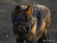 TarinFargaJosep's profile picture. La meva pàtria, la meva llengua.