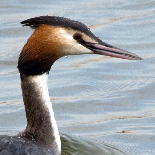 Birdinghead's profile picture. Bringing you the latest news from Birkenhead straight from the field with daily round ups featuring on our blog - https://t.co/wtBueObG6R