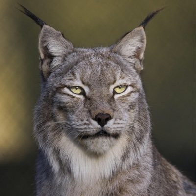 lynxdu36 Profile Picture