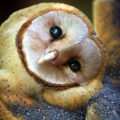lawopstipops's profile picture. MA in Film and Television Studies. Pursuing a PhD in Film and Television Studies 😮‍💨. Supports the underdog and cat. Fascinating genius. she/her