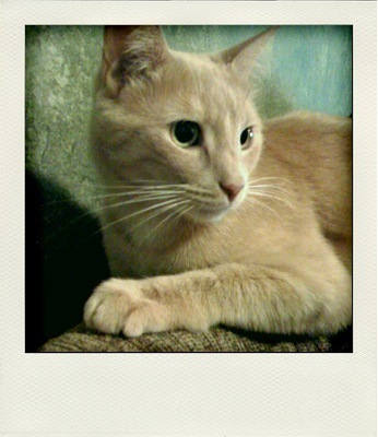 toasterthecat's profile picture. I was born in the gourds. Now I live in the house. It's pretty nice. I like to eat.