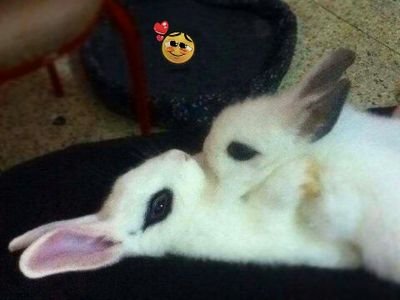 Amante de las mascotas, cuidados y curiosidades de los #conejitosBondi , Beliers Loop, Rex, lionhead y supertoy.