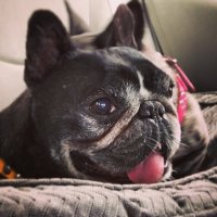 Aiden (@aidennugget) 's Twitter Profile