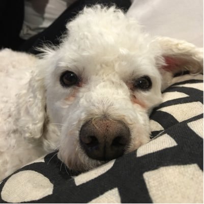 MichaelTerrizzi's profile picture. 