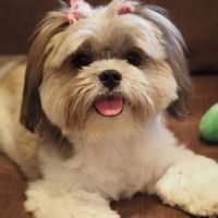 midge the dog(@AmberNadinic) 's Twitter Profile Photo