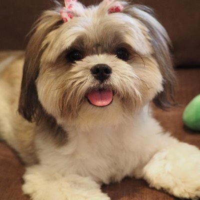 midge the dog AmberNadinic AmberNadinic