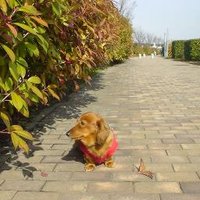 YAYOKO (@t_yayoko) 's Twitter Profile