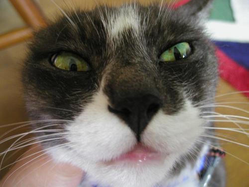 tigunezu Profile Picture