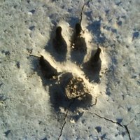 Sarah Finger (@fromsarahfinger) 's Twitter Profile