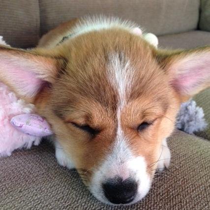 PaperBackBeader's profile picture. 