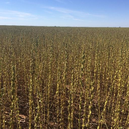 Rewarding interest in the U.S. sesame industry