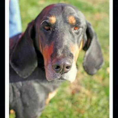 I'm half-Basset & half-Coon hound. I was rescued from death row in S. Carolina & adopted in Feb 2014, at age of 3. Currently a Private in Zombie Squad. RaaAAa