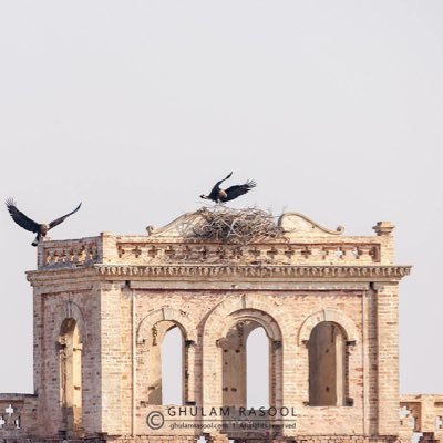 shairazahmad's profile picture. 