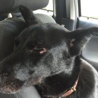 Virginia Driver (@bubandme) 's Twitter Profile