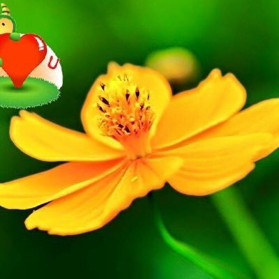 dongmeilili's profile picture. 