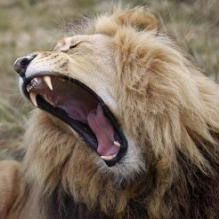 LionOnTheRun's profile picture. You'll never take me alive!