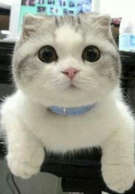 septiyaya15's profile picture. 