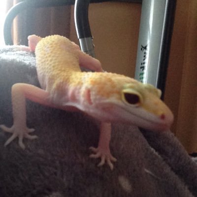 ImTheWreckMT's profile picture. haven't been on Twitter in idk how long. getting into it again. be prepared for lots of pics of my gecko.