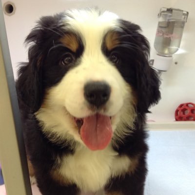 バーニーズマウンテンドッグ(Bernese Mountain Dog )のサラ(Sara)の成長記録です。2015年10月19日生まれの♀女の子です。北海道の浦河町にある競走馬の牧場で暮らしています。Urakawa/Hokkaido/Japan🏇Racehorse ranch.