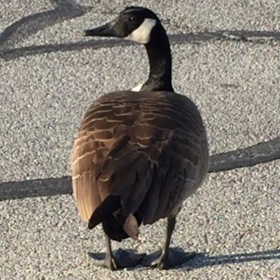 OSCARNOTICIAS's profile picture. 