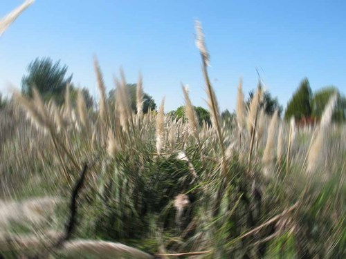 JupitarClovers's profile picture. 