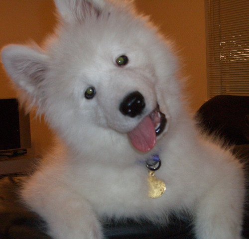 I'm Isis and I'm a Samoyed. I come from two champion lines. I'm prettier than you, I play harder than you and I do what I want. Now look away while I go poop.