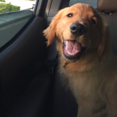 montythepuppy's profile picture. 60-pound lapdog, spoiled by @juliedelcarlo and @briandrake415