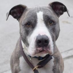 This account is dedic.to PitBull Lady ♥MIMI♥she died healthy at NYCACC b/c of a lack of interest 2her problems on 3/29/16 I won't forget u
.
RIP sweet Mimi :'(