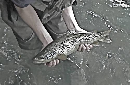 followtherivers's profile picture. The gentle art of fishing with bamboo and silk. Ramblings from the riverbank. Photos/reports from friends of Phoenix Silk Flylines, ideas, tips and thoughts.