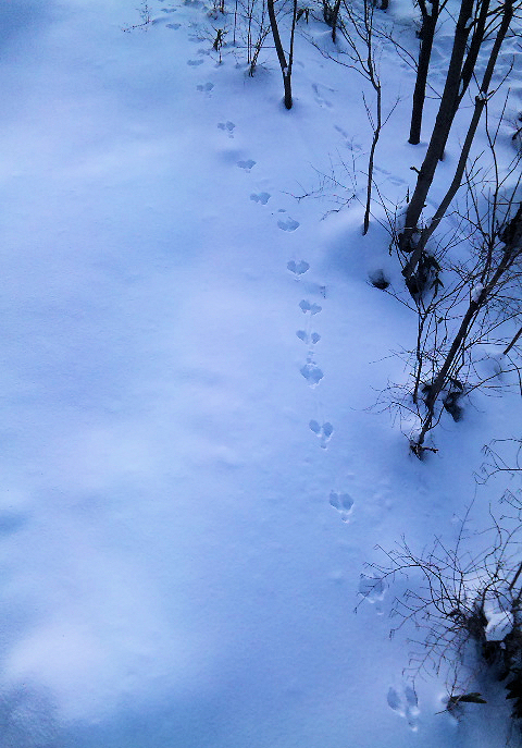 田舎で趣味悠々しながら
webのオシゴトしてます。
雪山フリークです。
パウダーラン命す☆
シゴトもアソビもシンプルライフを追求中。
いつか最高のシンプルを描きたい。